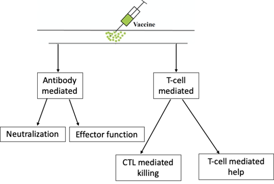 Understanding B and T Cell Biology for prevention and treatment of HIV infections